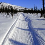 white mountain 100 trail