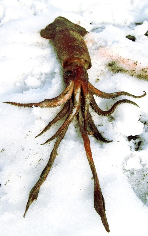 photo by: Bjorn Olson -  Meet the squid, the 2013 impromptu mascot