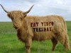 fat video tuesday scottish cow