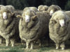 booroola-merino-sheep-2